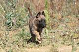 MALINOIS 283